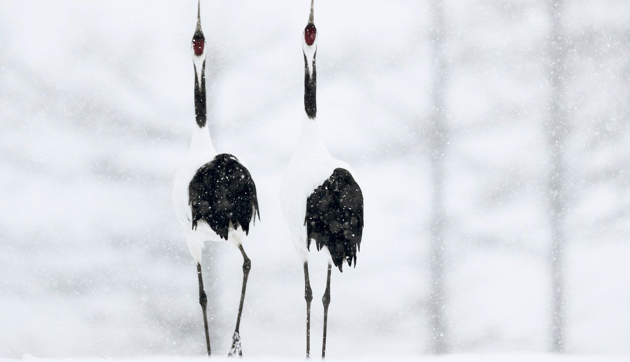JAPANESE CRANES II, por CRISTIAN ROTA, Italia