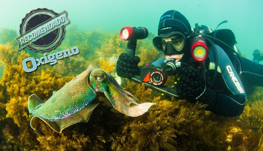 SeaLife DC2000, otro mundo