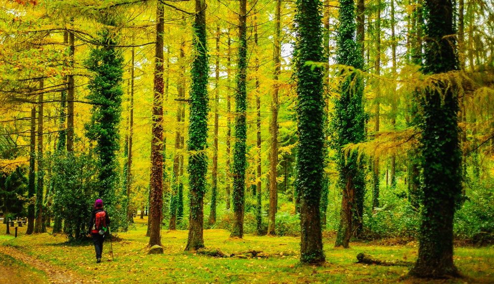 5 bosques desconocidos para primavera y otoño