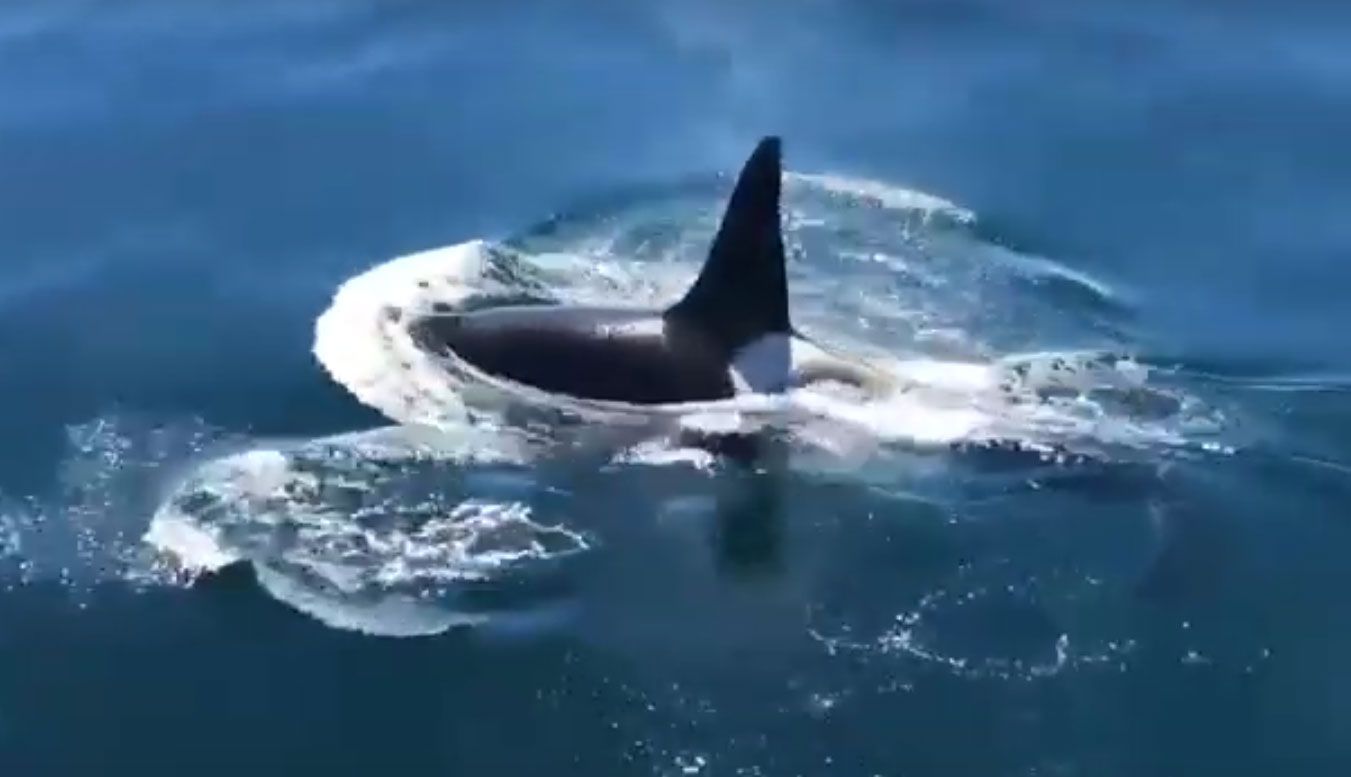 Vídeo: una orca bailando con delfines