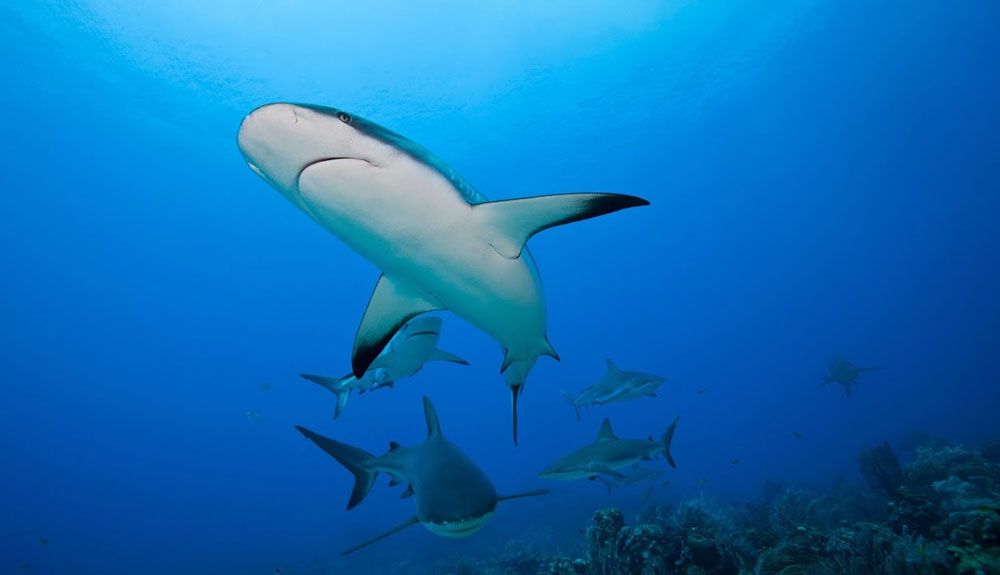 Buceo y surfing en Bahamas