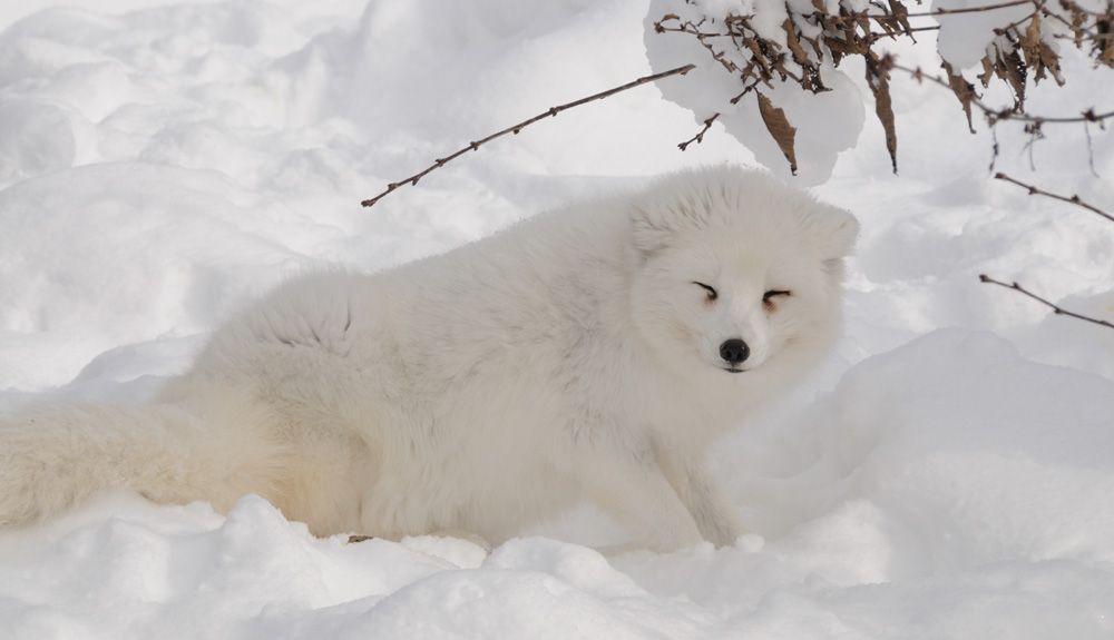 Zorra, polar y aventurera