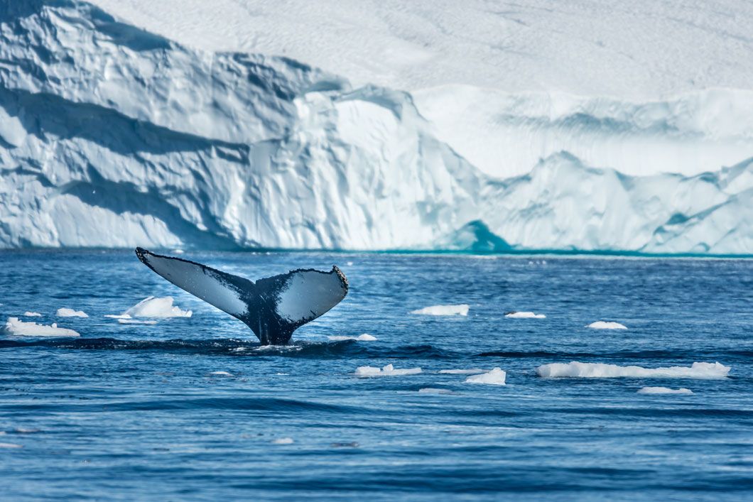 Ballenas que salvan a ballenas 