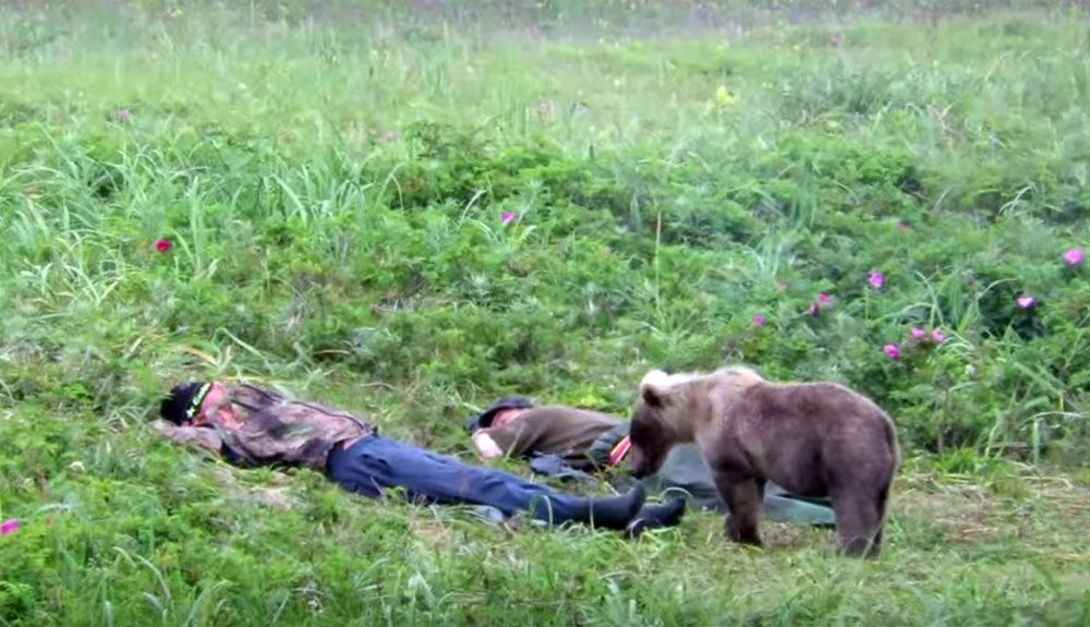¿Qué ocurre cuando un oso te despierta de la siesta?