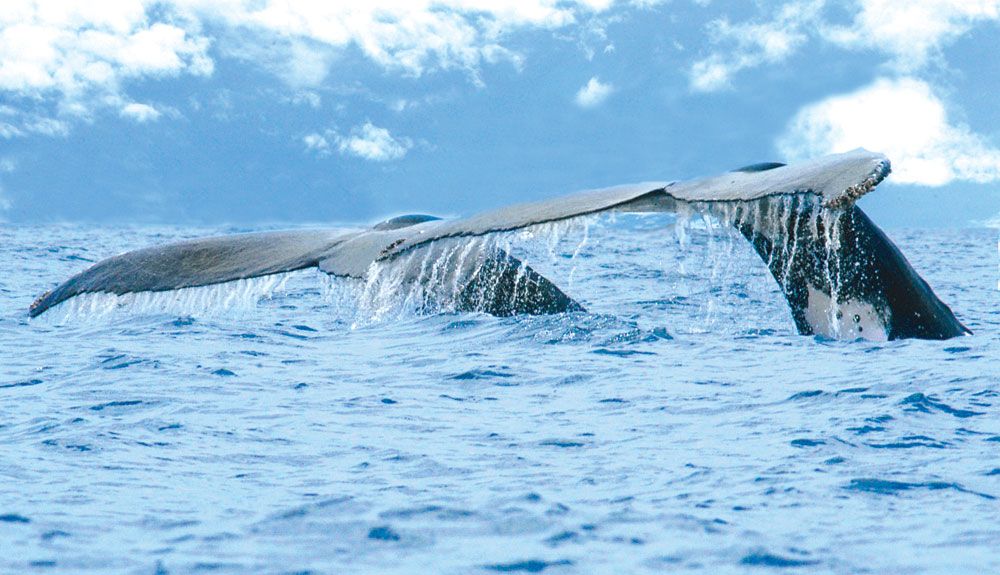 Celebrando a las ballenas