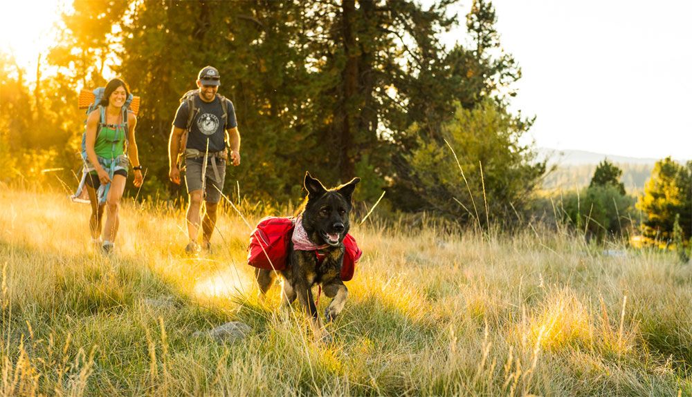 6 reglas para acampar con tu perro