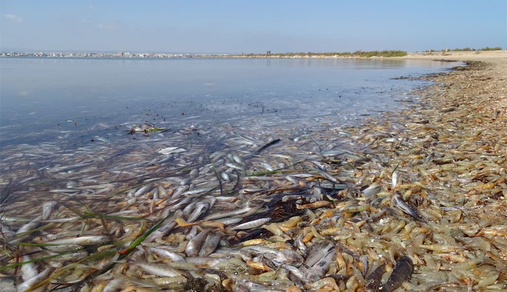 Muerte masiva de fauna en el Mar Menor