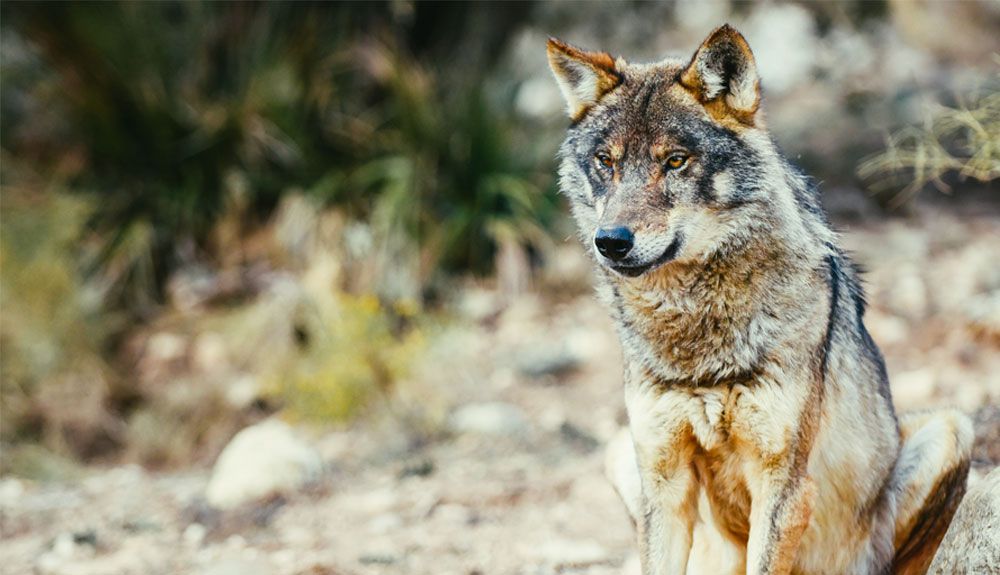 © Ana Fuentes / Lobopark