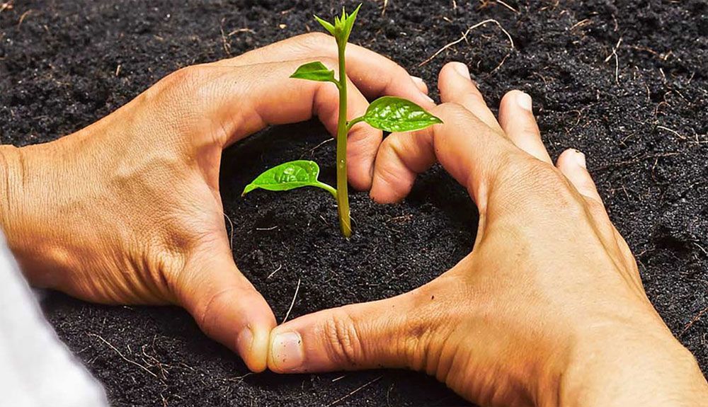 Únete a la Plantación por el Clima