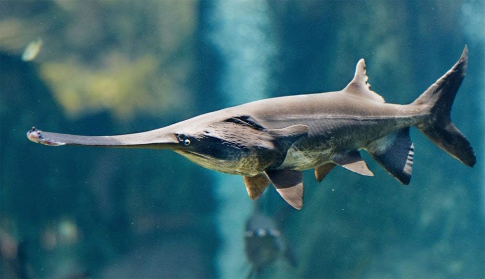 Esta es la primera especie que se extingue en 2020