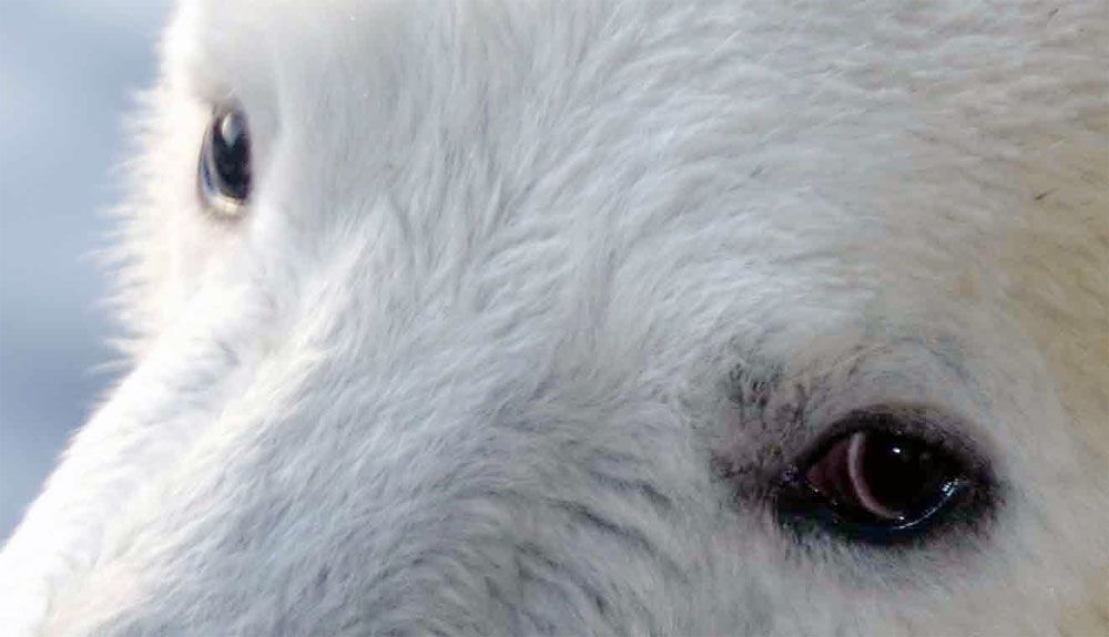 ¿Por qué los osos polares no tienen ceguera de las nieves?