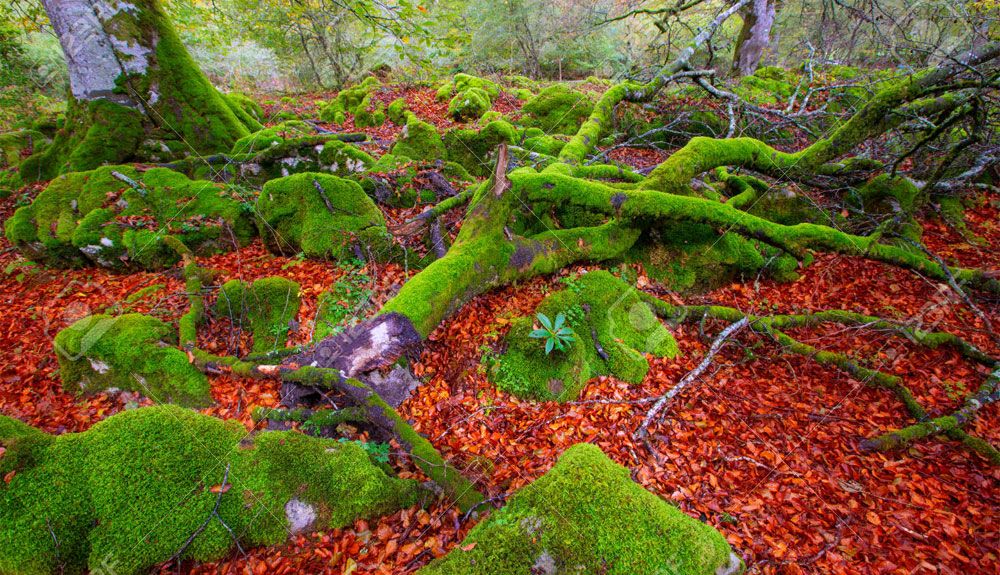 Otoño + Navarra = paraíso micológico