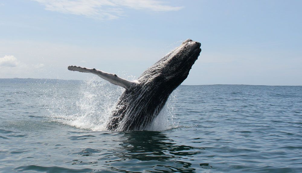 Costa Rica celebra en septiembre el Festival de los Delfines y las Ballenas