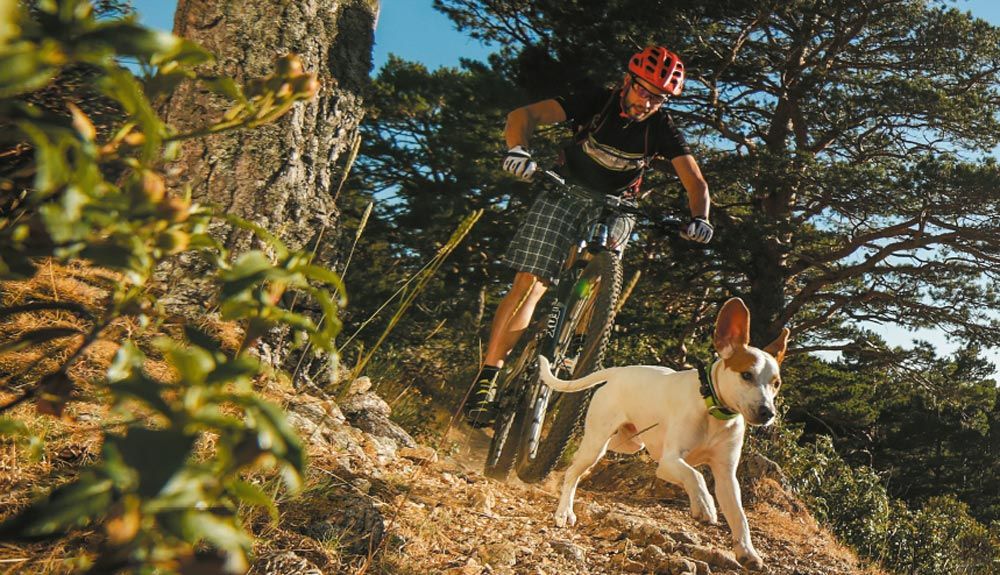 Outdoor con tu perro: 5 consejos para protegerlo