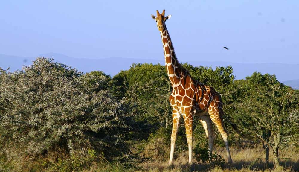 10 buenos motivos para viajar a Kenia