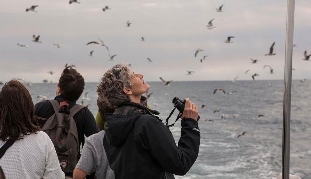 Delta del Ebro acoge su festival internacional de ornitología