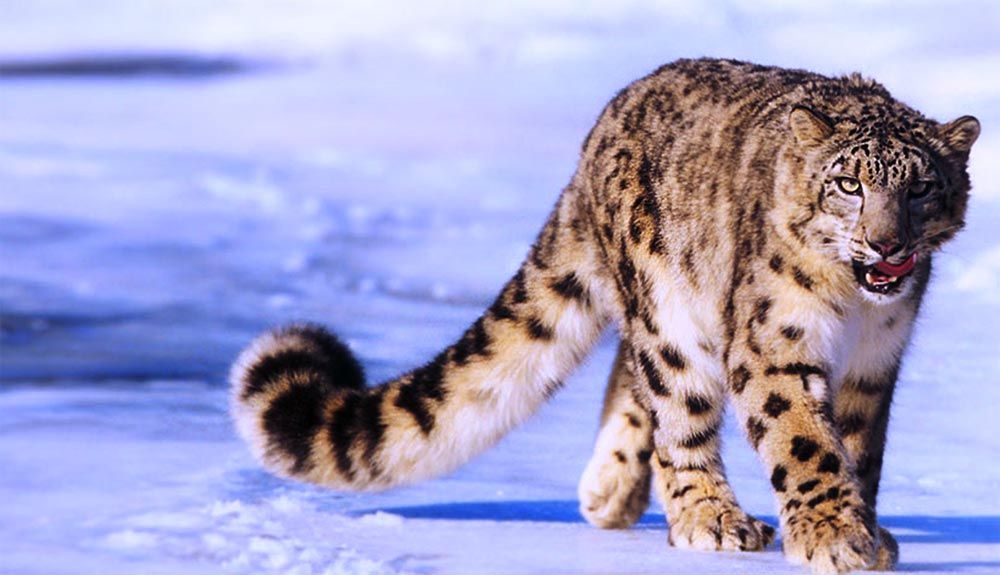 Escalar montañas para salvar al leopardo de las nieves
