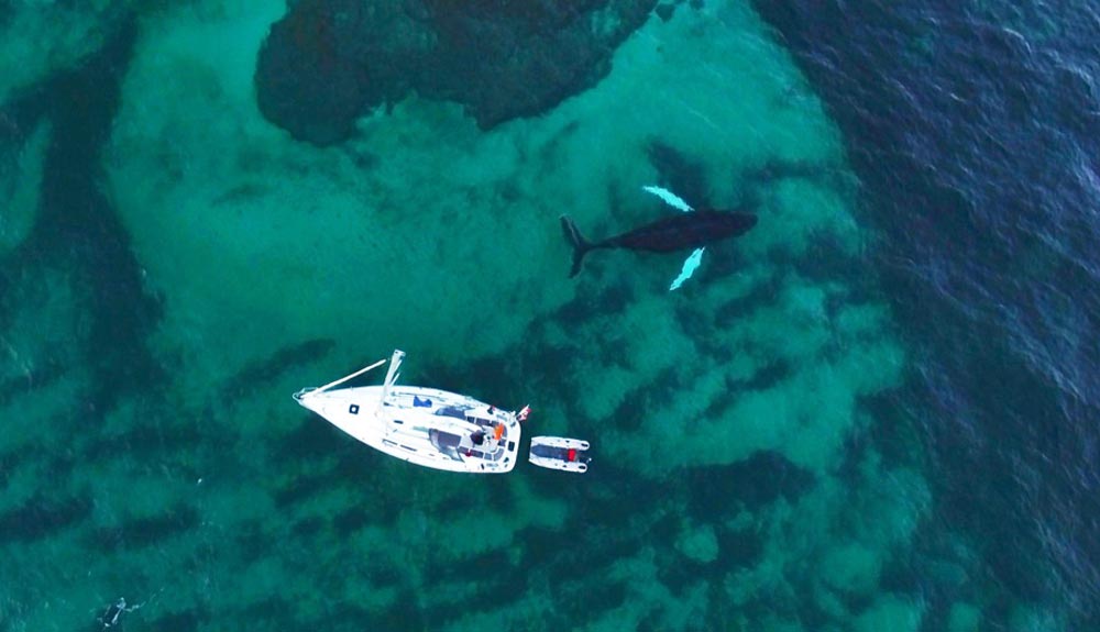 Danzando con orcas bajo la aurora boreal