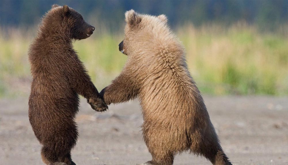 3 vídeos de osos que tienes que ver un lunes
