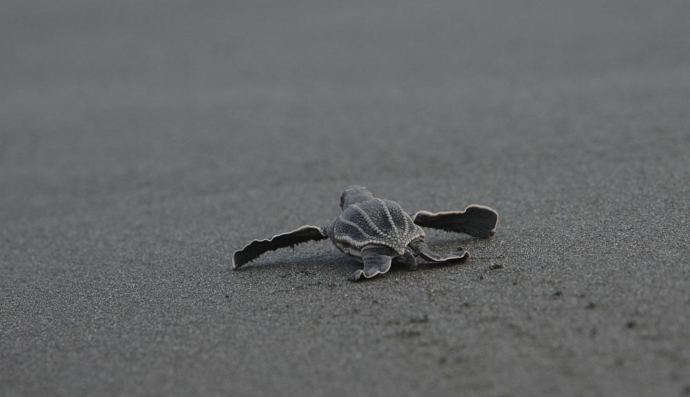 Las tortugas regresan a Costa Rica
