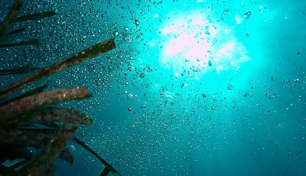 "Save Posidionia", ecología pionera made in Formentera