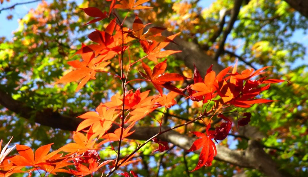 3 rutas naturales para disfrutar en Tokio