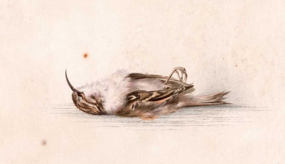 Descubren en la Antártida una pintura de hace 118 años