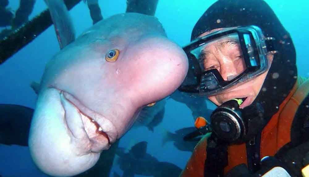 Una bonita amistad de 30 años entre un pez y un buceador