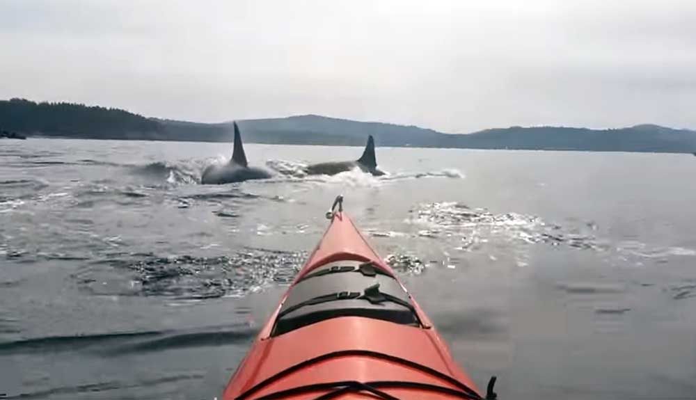 Una kayakista rodeada por orcas: la experiencia de una vida