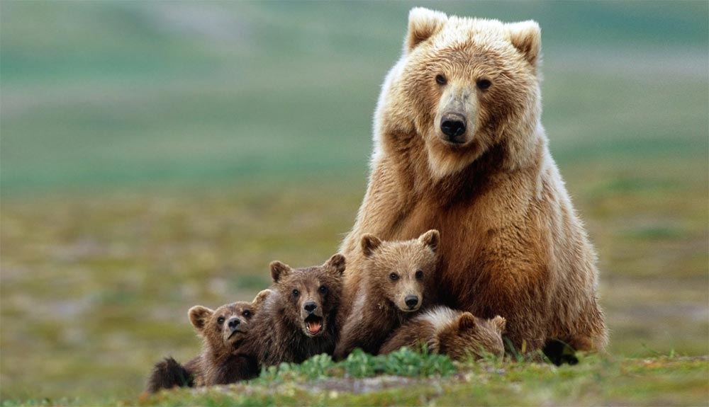 La belleza de la fauna de Alaska en 3 vídeos