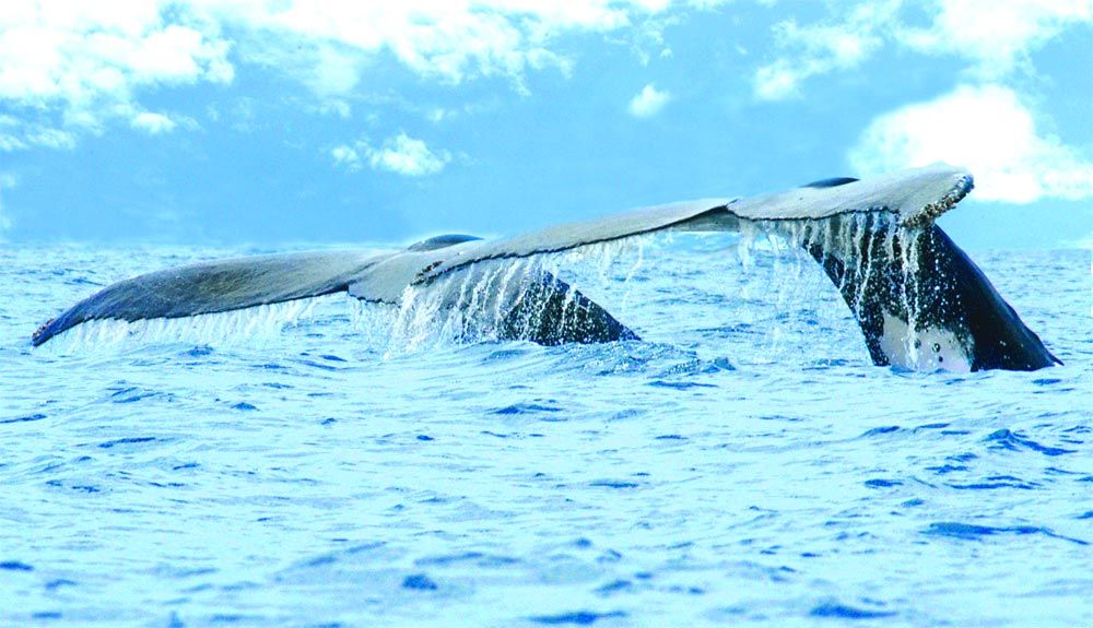 Costa Rica celebra la IX Edición del Festival de Ballenas y Delfines