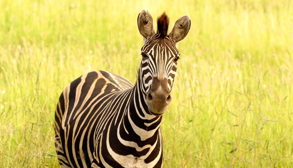 5 opciones outdoor en Sudáfrica