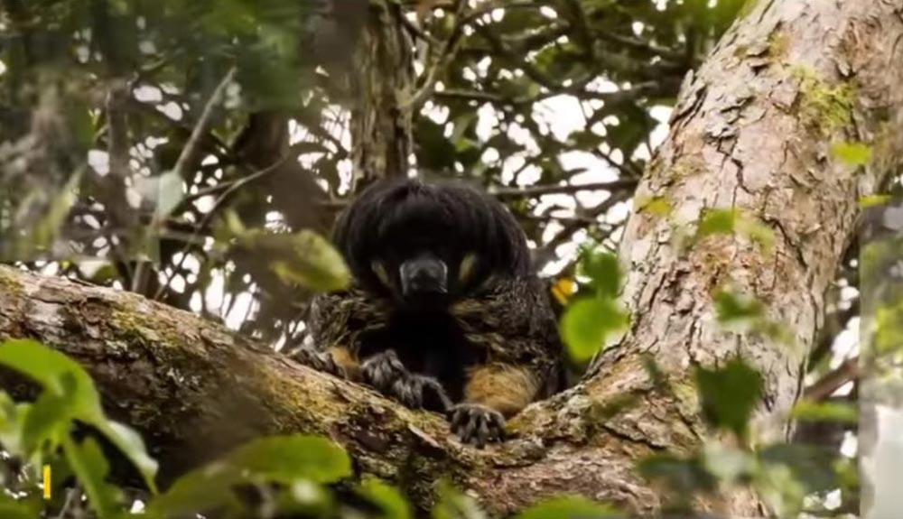 Un misterioso animal visto en la Amazonia por primera vez en 80 años