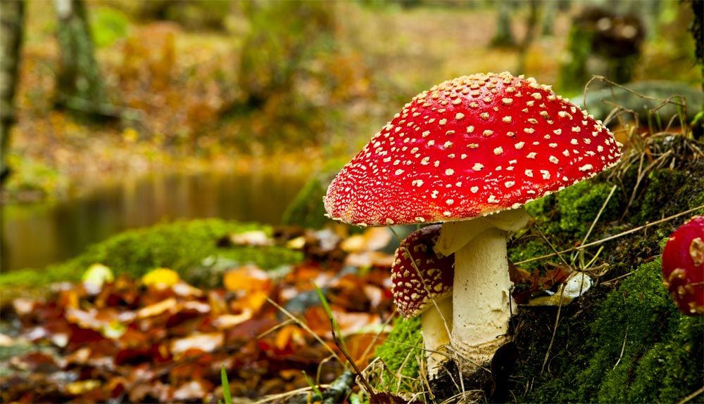 5 rutas micológicas para el otoño