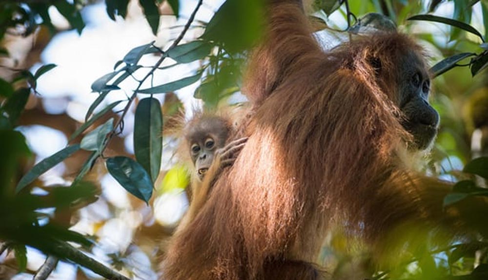 Se descubre una nueva especie de orangután… en peligro de extinción