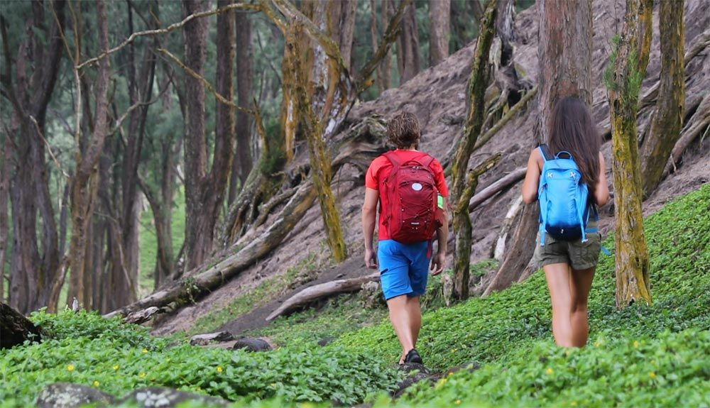 Cómo caminar por un bosque mejora tu salud