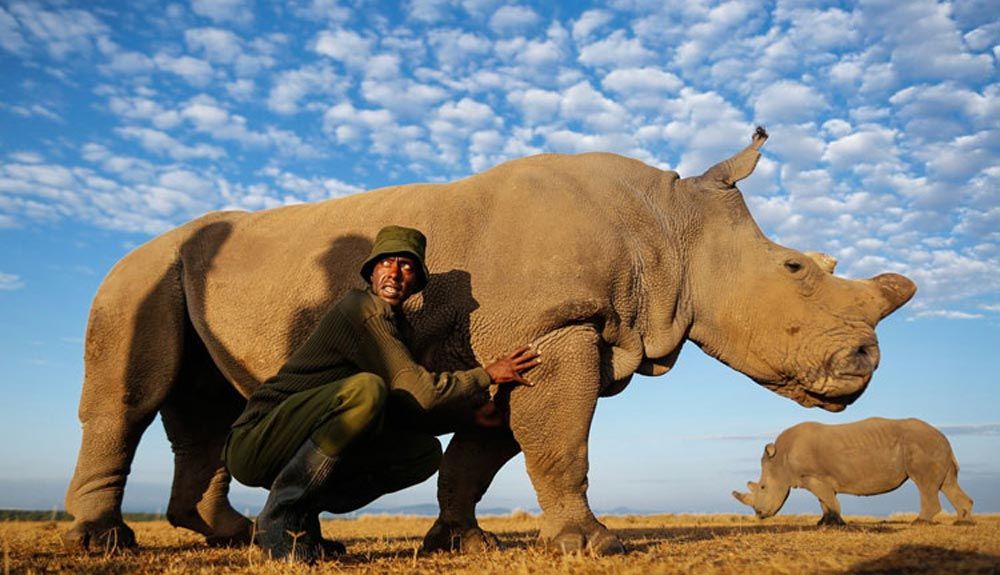 Muere Sudán, el último rinoceronte blanco del Norte del mundo