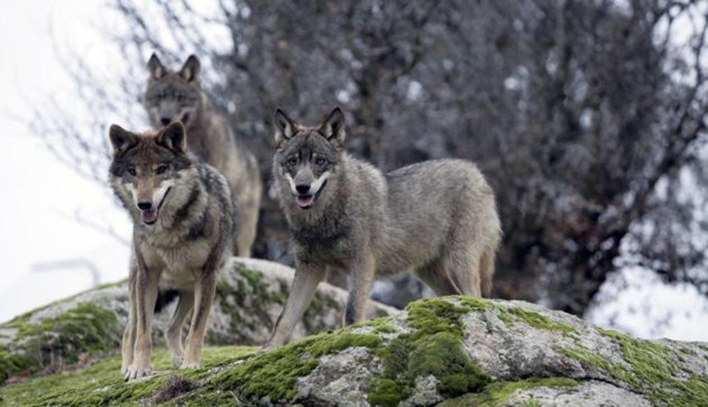 Picos de Europa permite la eliminación de lobos durante todo el año