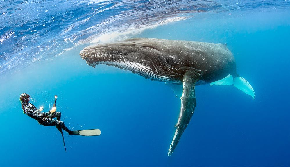 El hechizo del canto de las ballenas