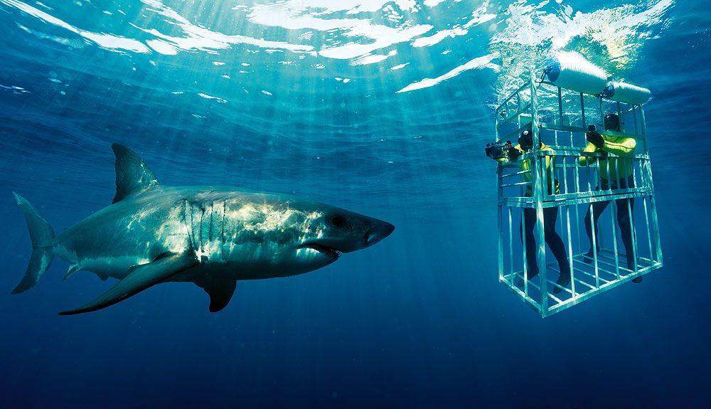 Otoño en Sudáfrica: tiburones y surf