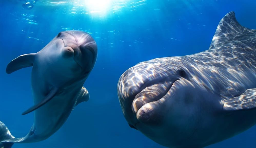 ¿Los delfines cantan a sus crías antes de nacer?