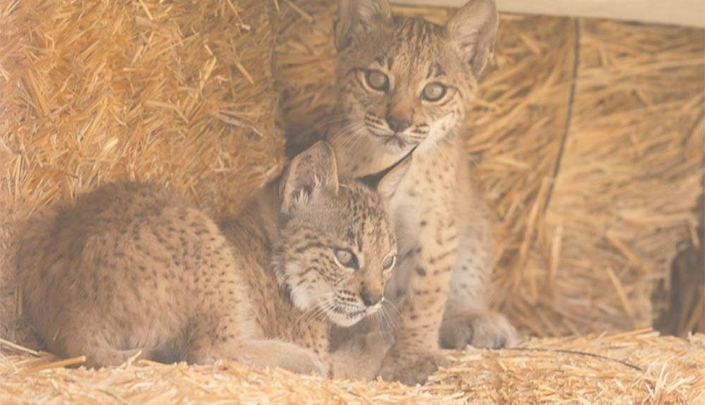 Odrina, mamá lince