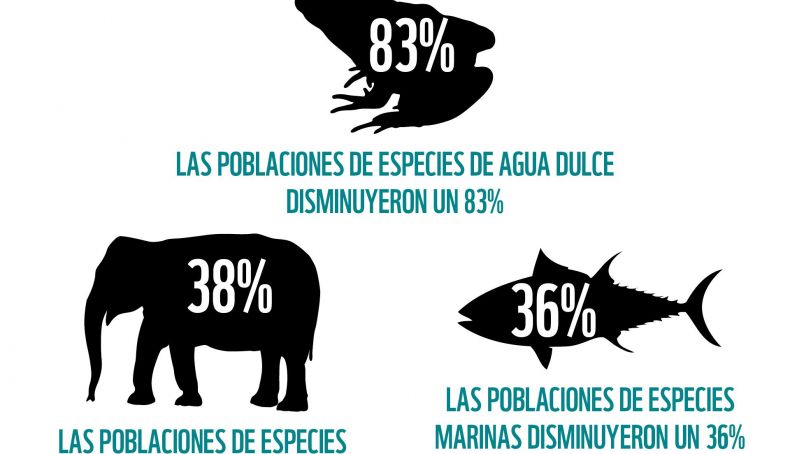 Cada hora 3 especies menos WWF Cada hora 3 especies menos WWF
