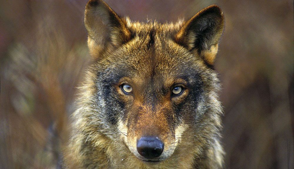 Lobo ibérico. Foto: Jorge Sierra / WWF España