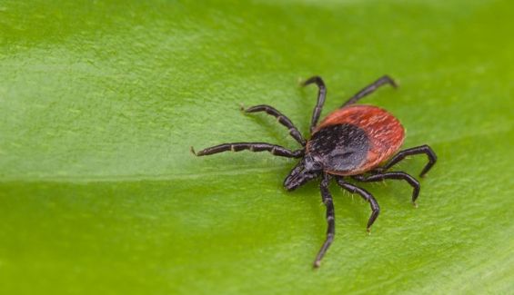 Garrapata Garrapata