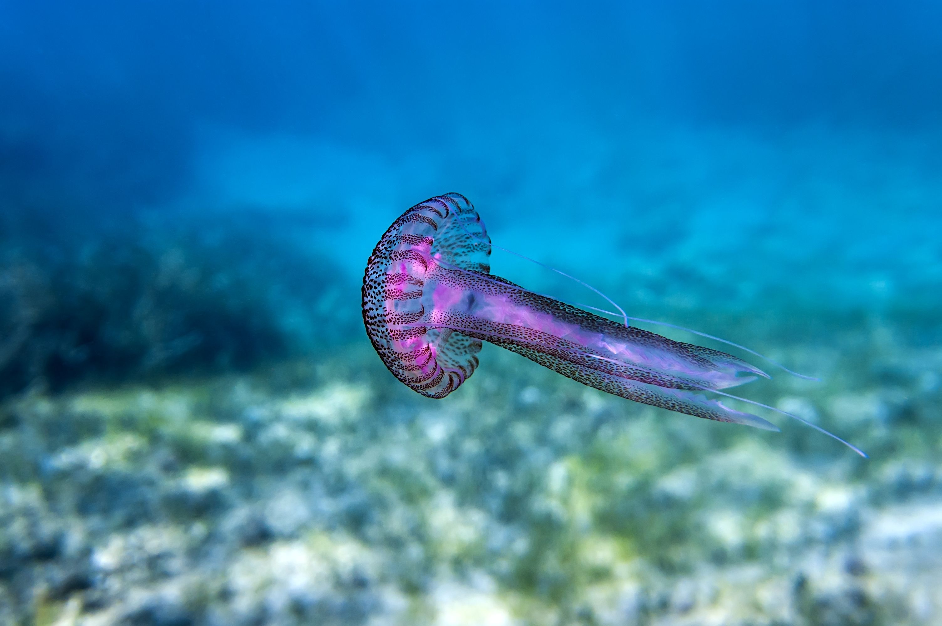 Protégete de las medusas