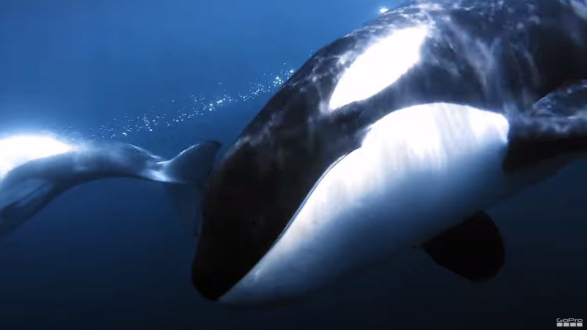 Ocean Souls