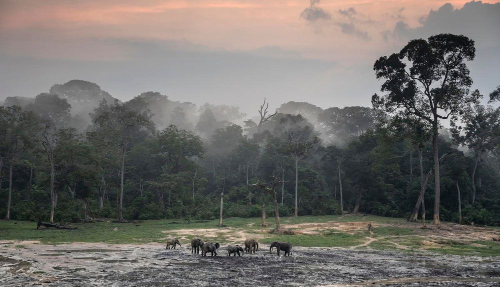 Elefantes africanos. Foto Andy Isaacson / WWF