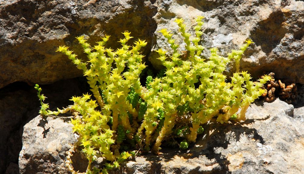 Torcal Flora 1