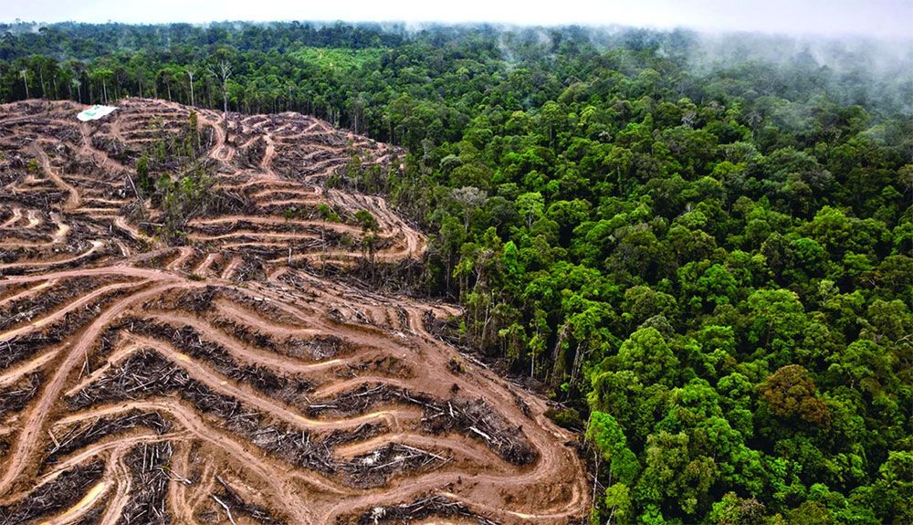 La deforestación ha arrasado un área equivalente al estado de California en la última década La deforestación ha arrasado un área equivalente al estado de California en la última década